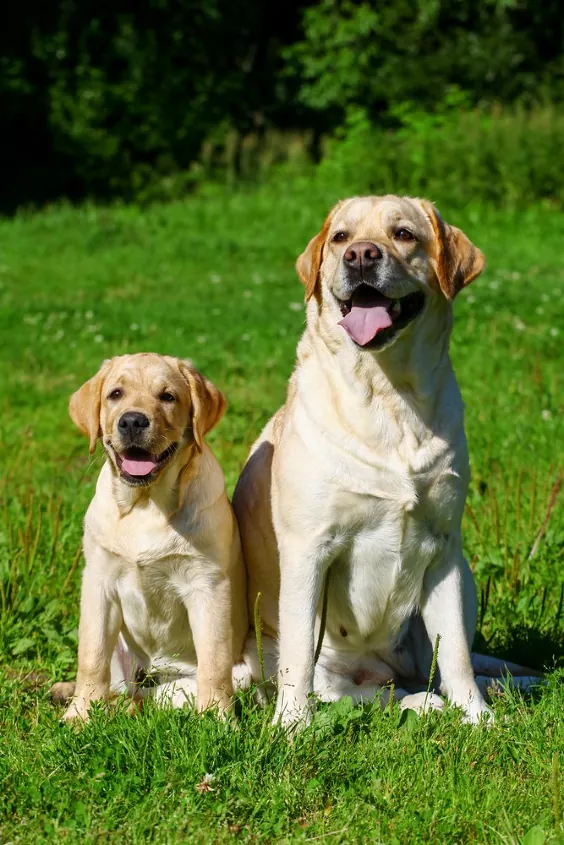 Labrador Retriever T Shirt