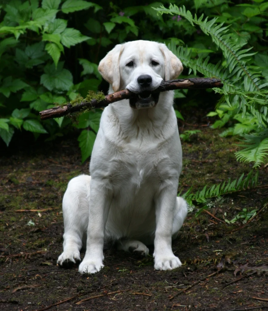 Labrador Retriever T Shirt